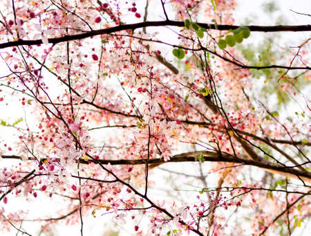 Pink flower in the gardenの写真素材