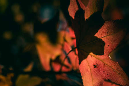 Blurred and dark of red maple leavesの写真素材
