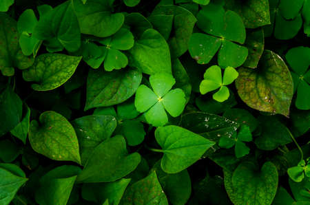 Dark and green leaves background, fresh conditionの写真素材