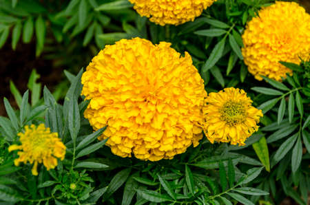 Yellow flower and blur background in the garden