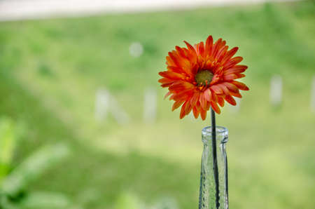 Blur of orange Zinnia elegant flowers made from fabricの写真素材