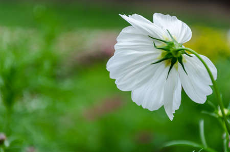 Cosmos flowers in the gardenの写真素材