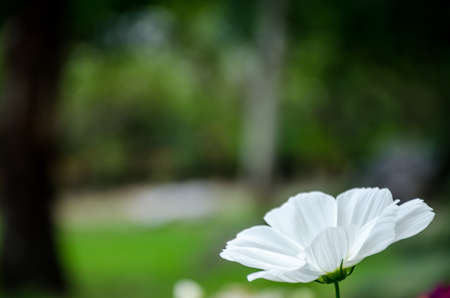 Cosmos flowers in the gardenの写真素材