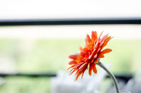 Blur of orange Zinnia elegant flowers made from fabric