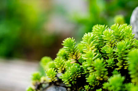 Abstract blur the green background and fresh condition, little plantの写真素材