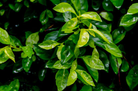 Abstract blur the green background and fresh conditionの写真素材