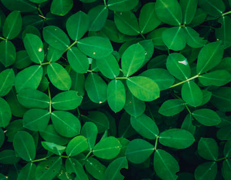 Abstract blur the green background and fresh conditionの写真素材