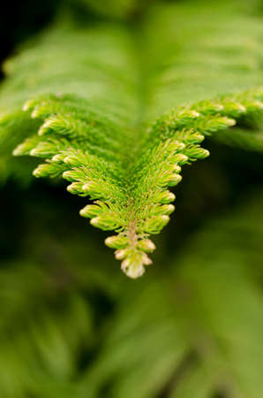 Abstract blur the green background and fresh condition