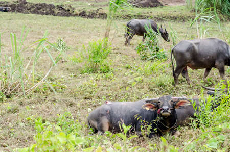 Water buffalo or domestic Asian water buffalo (Bubalus bubalis)の写真素材