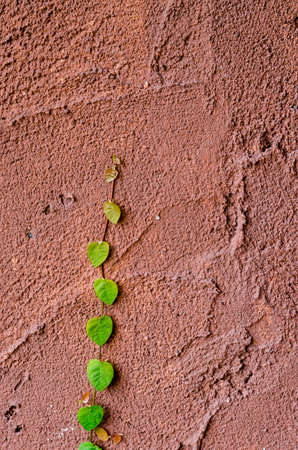 Green leaves on the old wall background.の写真素材