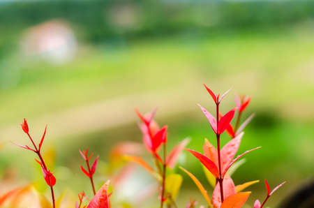 Abstract blur the red leaves and green background, fresh conditionの写真素材