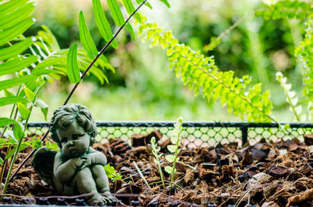 Little angle look like lonely in the garden: soft focusの写真素材