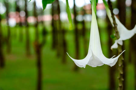 Angel's trumpet flower or DATURA flower soft focusの写真素材