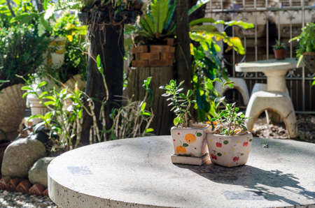 Small decorative tree on stone table background.の写真素材