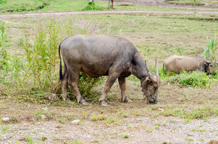 Water buffalo or domestic Asian water buffalo (Bubalus bubalis)の写真素材