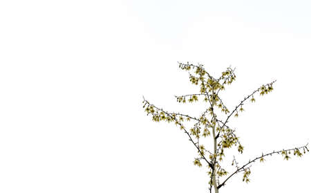 green leave on white backgroundの写真素材