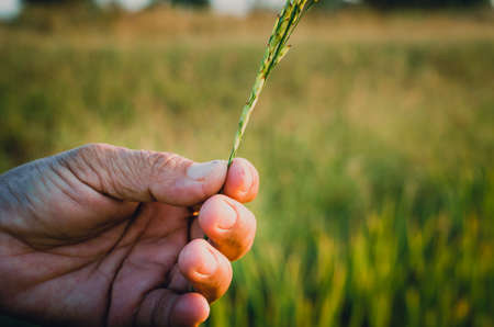 Hand of the old farmer over the paddy field, vintage tone filterの写真素材