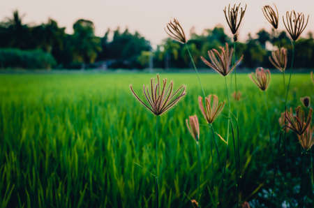 flowers over the blur paddy field, cinematic dark tone filterの写真素材