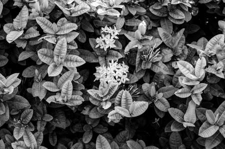 Abstract blur the green and dark background, lonely condition and black and whiteの写真素材