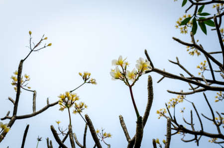 Fresh flowers on the spa garden background, vintage tone filterの写真素材