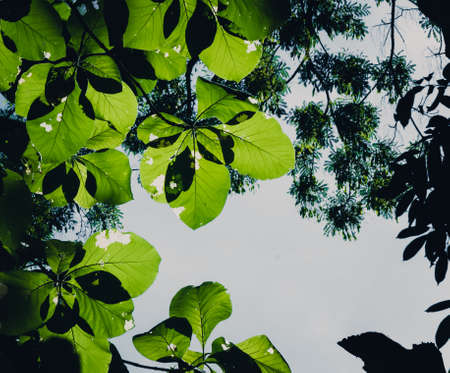 Blur Picture Dark and green leaves background, fresh conditionの写真素材