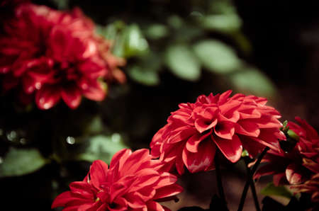 Red flower and blur background in the garden, vintage tone filterの写真素材