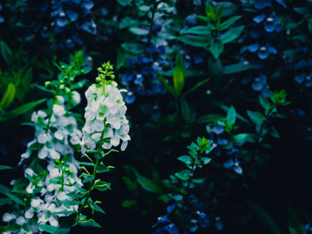 Abstract blur the green background and fresh conditionの写真素材