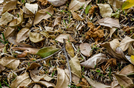 Dry leaves in the park, picture for backgroundの写真素材