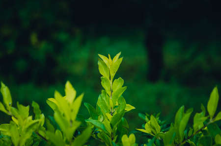 Blur Picture Dark and green leaves background, fresh conditionの写真素材