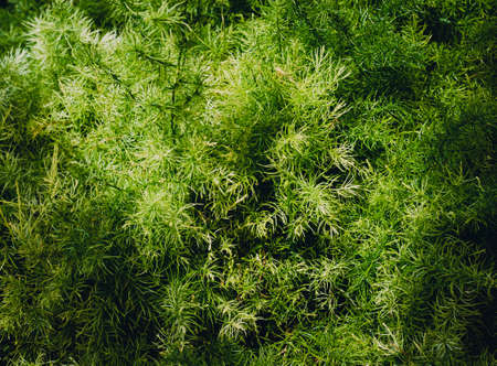 Abstract blur the green and fresh backgroundの写真素材