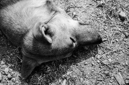 Black and white of dog as sleep in the groundの写真素材