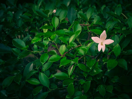 Little flower over dark and green leaves backgroundの写真素材