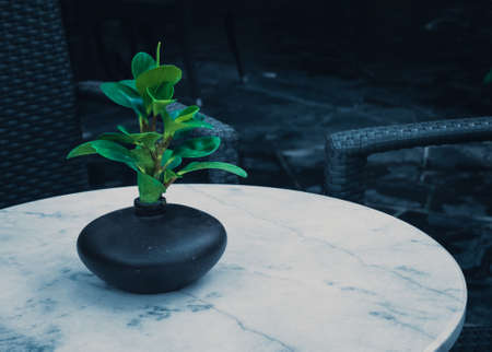 Little tree in little pot, plant decoration in home or office, cinematic tone filterの写真素材