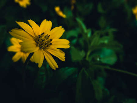 yellow flower and blur background in the green and fresh gardenの写真素材