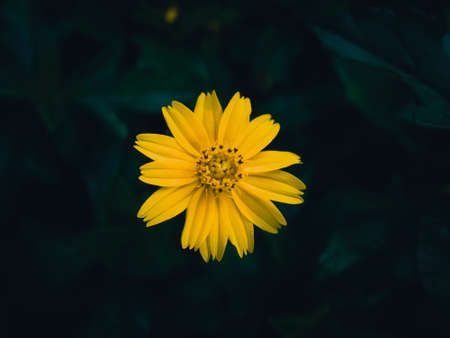 yellow flower and blur background in the green and fresh gardenの写真素材