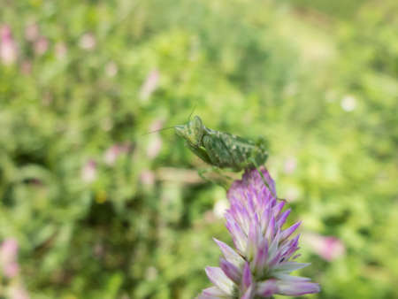 purple flower and blur background in the green and fresh gardenの写真素材