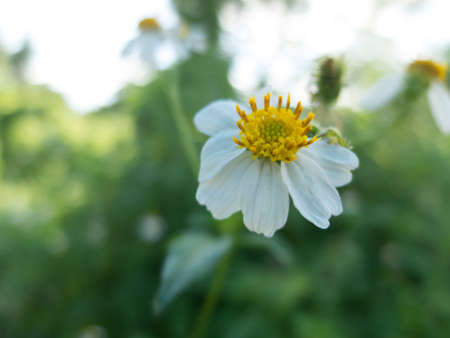 yellow flower and blur background in the green and fresh gardenの写真素材