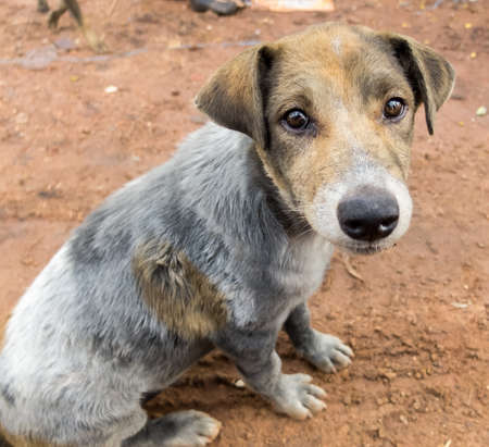 Dirty Dog in Municipal waste disposal open dump process. look like lonelyの写真素材