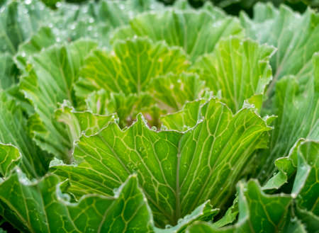 Fresh condition in cabbage garden in the morning, green organic vegetable background.の写真素材