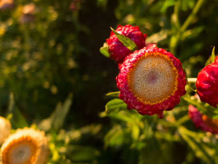 Poppy flowers in garden, morning time and flower backgroundの写真素材