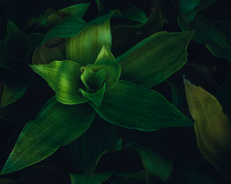 Green plant in garden and blur background, flash condition in cinematic toneの写真素材