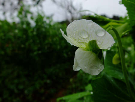 Green plant in garden and blur background, flash conditionの写真素材