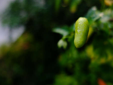 Chili in green red and orange color over the blur background, cinematic tone filterの写真素材