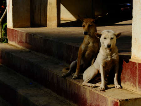 Thai dog in the outdoor place. look like lonelyの写真素材
