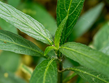 Green plant in garden and blur background, flash conditionの写真素材