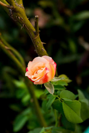 Orange and pink rose flower in gardenの写真素材
