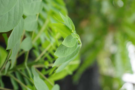 Green plant in garden and blur background, flash conditionの写真素材