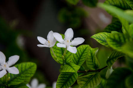 Fresh flowers on the spa garden background