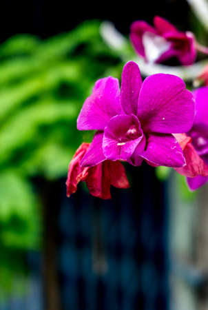 purple orchids in fresh garden , orchids flowers backgroundの写真素材