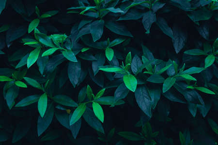 Green plant in garden and blur background, flash conditionの写真素材